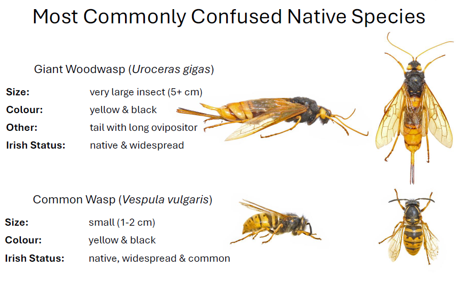 Most Commonly Confused Native Species - Giant Woodwasp and Common Wasp identification