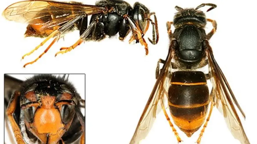 Asian Hornet (Vespa velutina) identification showing three different angles