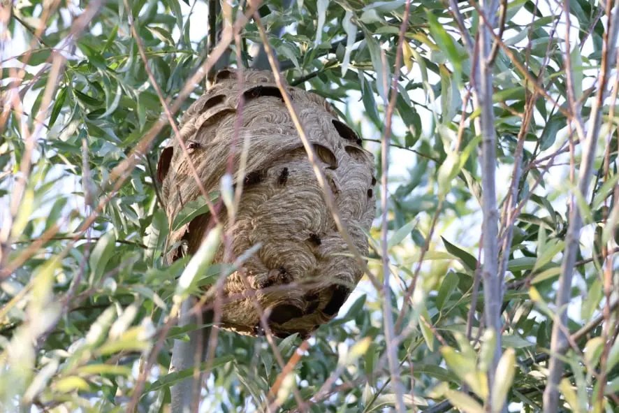 Vespa Velutina