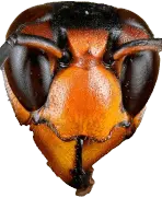 Asian Hornet